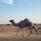 بعير حمر ضراب شرط و راعي