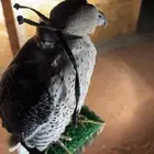 جير شاهين العمر 5