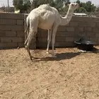بكره للبيع