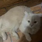 بسه