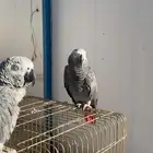 كاسكو للبيع