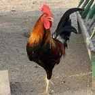ادياك بلدي ترثه اصيله شرط