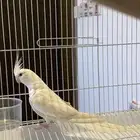 كروان البينو ذكر انتاج