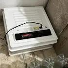 فقاسة