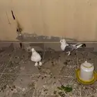 جوز حمام حب رمان