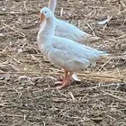 وز بلدي القنفذه القوز