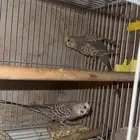 عصافير بادجي طيور الحب منتجه