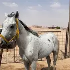 حصان شعبي