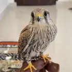 للبيع شب وط