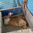 أرانب حامل وا على وجه ولده