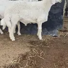 طلي حري صنف وبره قطنيه وارتفاع فاخر