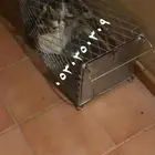 مصيدة قطط بساس