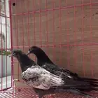 طبات حمام باكستاني