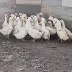 بط بكيني لحم عمر شهرين