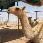 قعود عوني