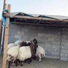 بهم نعيم طيب وفوق الطيب مغلق شحم