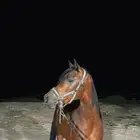 حصان