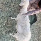 ضانه جامع كبيره شوي سليمه شرط الحد 450لصامل غير قابل لتفاوض