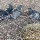 حمام زاجل