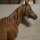 خيل عربي اصيل