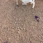 للبيع رفيديه معها خروف