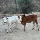 حسيل و ارخ للبيع