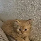 كيتن للبيع