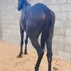 فرس للبيع