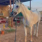 فرس شعبيه