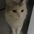 قطه للتبني
