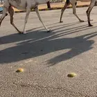 عشرا لقحه معها بكره كفو