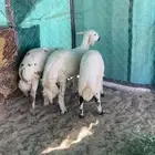 ثلاثه خرفان بلديه زبده