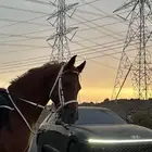 حصان مصري واهو