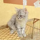 قطوه