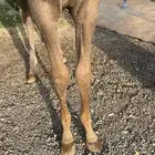 للبيع مهر