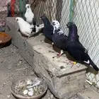 حمام قطيفي