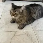 قط للبيع