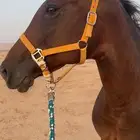 فرس انقليزي مع جميع مستلزماته