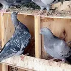حمام بلدي