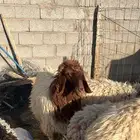 رخال للبيع عدد 8