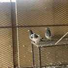 حمام باكستاني
