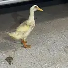 بطه