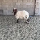 خروف نعيمي للبيع