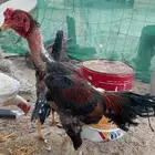ديك ودجاجه سندي عمر الديك سنه للبيع