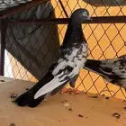 حمام باكستاني ذكر تيدي شينا Top