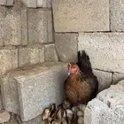 دجاجة عربيه فرية مفرخة ( تم البيع )