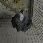 بغبغاء كاسكو