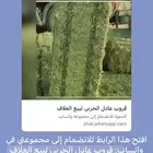 برسيم ورق عود ناعم طوله 90 إلى 95 الوزن 20 إلى21