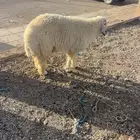 للبيع الخروف