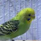 للبيع 3 طيور بادجي